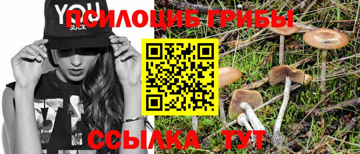 Псилоцибиновые грибы Psilocybe Камышин